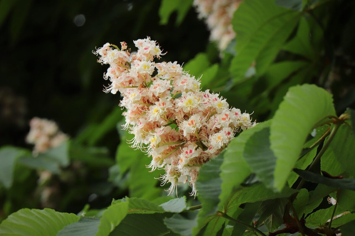 Aesculus, Hippocastanum Aesculus, Hippocastanum