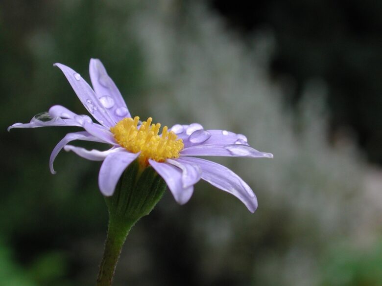 Agatea