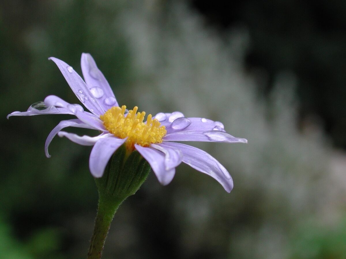 Agatea Agatea