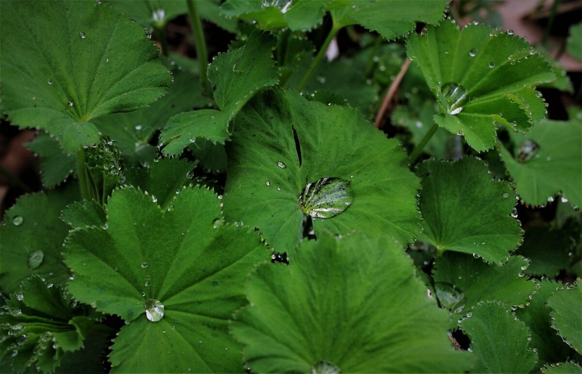 Alchemilla Alchemilla