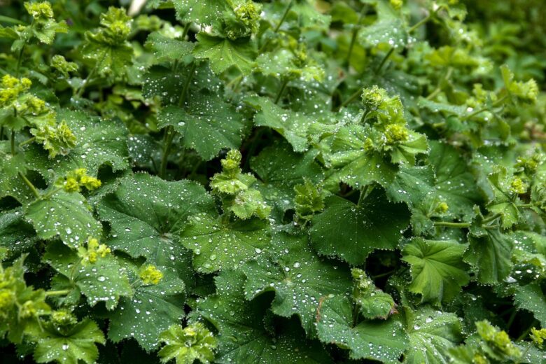 Alchemilla