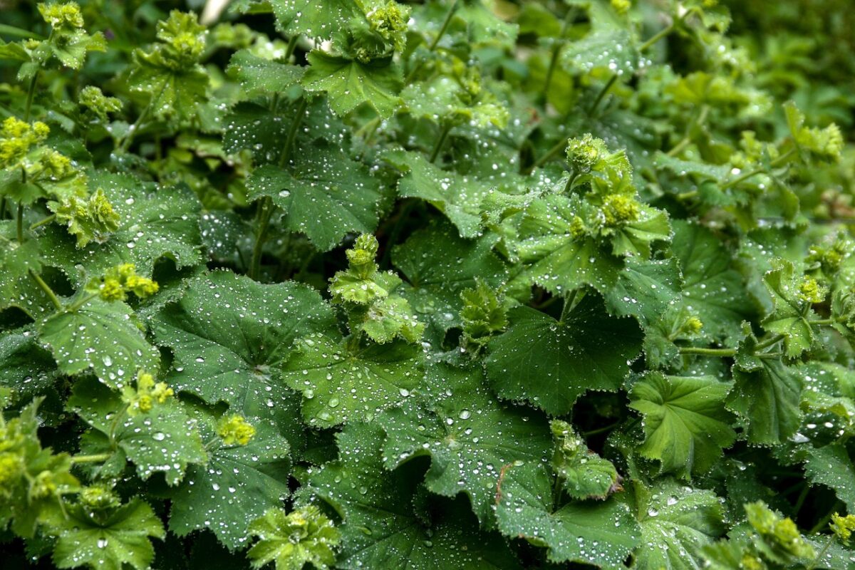 Alchemilla Alchemilla