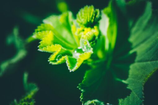 Piante e fiori tappezzanti quali sono e come sceglierli