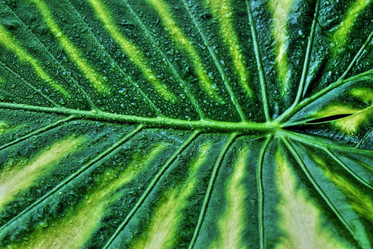Alocasia Alocasia