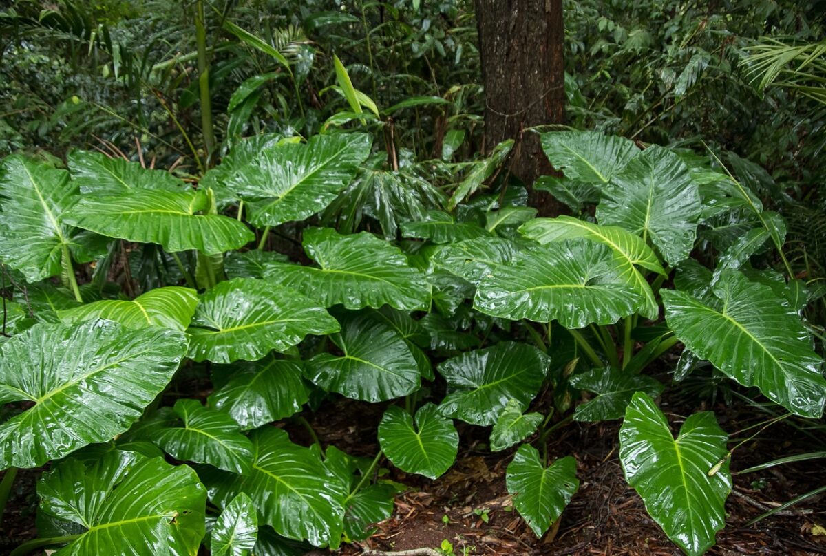 Alocasia Alocasia