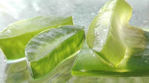 Aloe coltivazione
