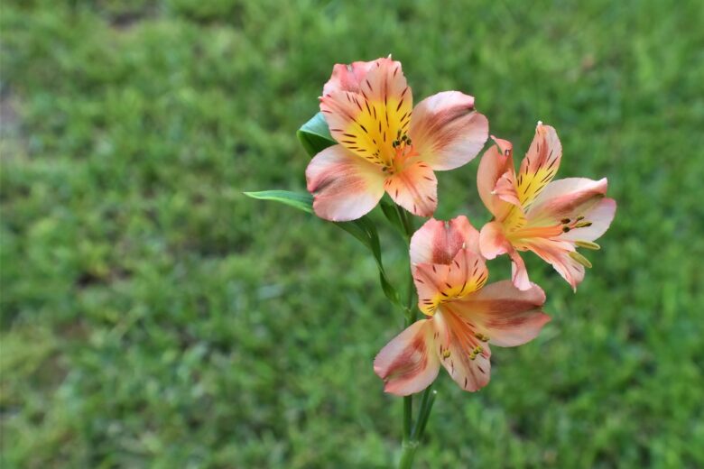 Alstroemeria