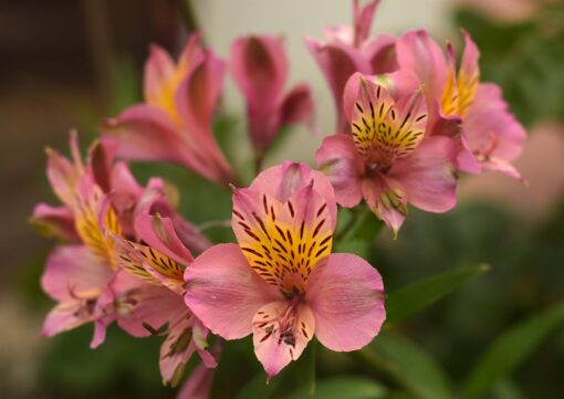 Alstroemeria coltivazione