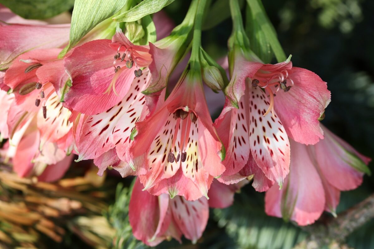 Alstroemeria Alstroemeria