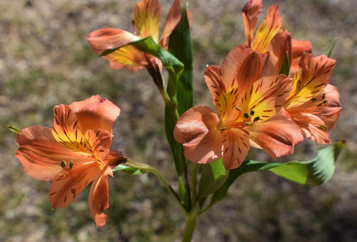 Alstroemeria Alstroemeria