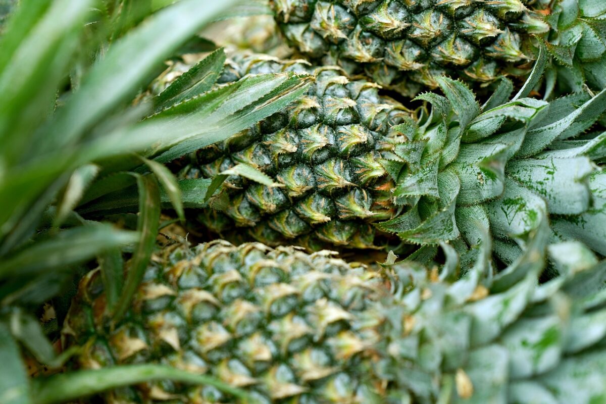 Ananas Ananas