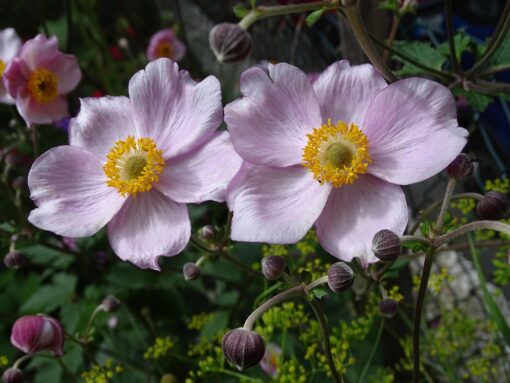 Anemone giapponese – Anemone Japonica