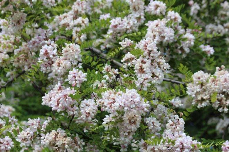 Aralia