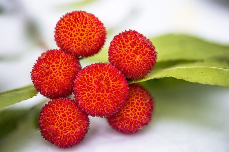 Arbutus, Unedo