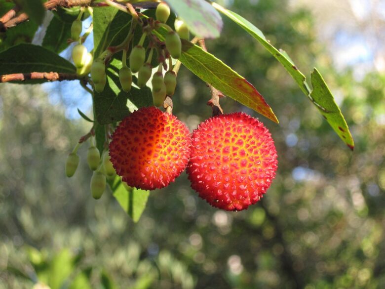 Arbutus, Unedo