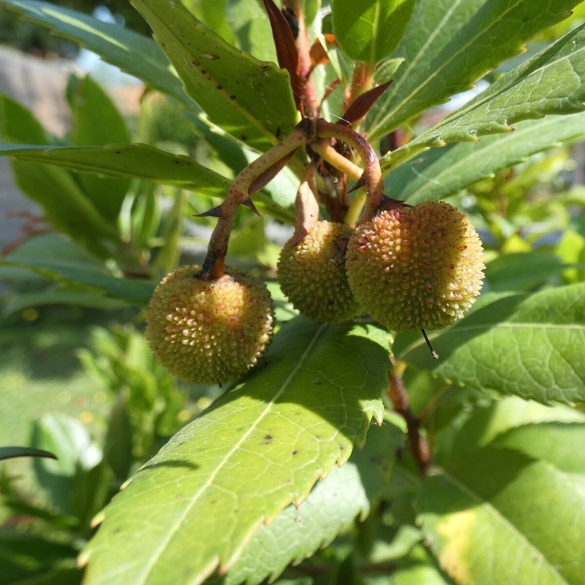 Arbutus, Unedo Arbutus, Unedo