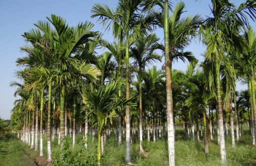 Areca coltivazione