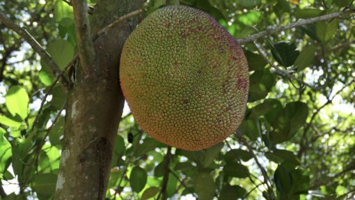 Albero del pane – Artocarpus altilis