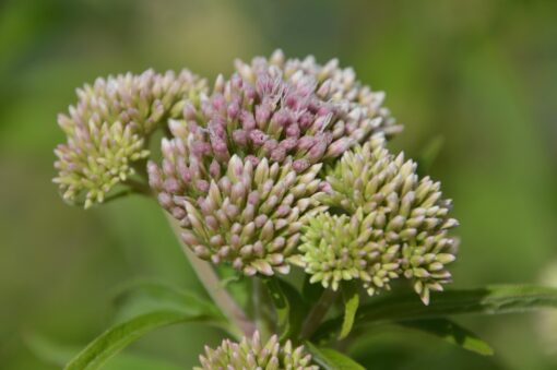 Asclepias coltivazione
