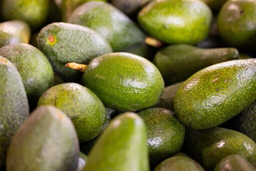 Avocado Persea americana coltivazione