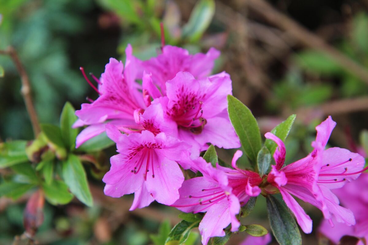 Azalea Azalea