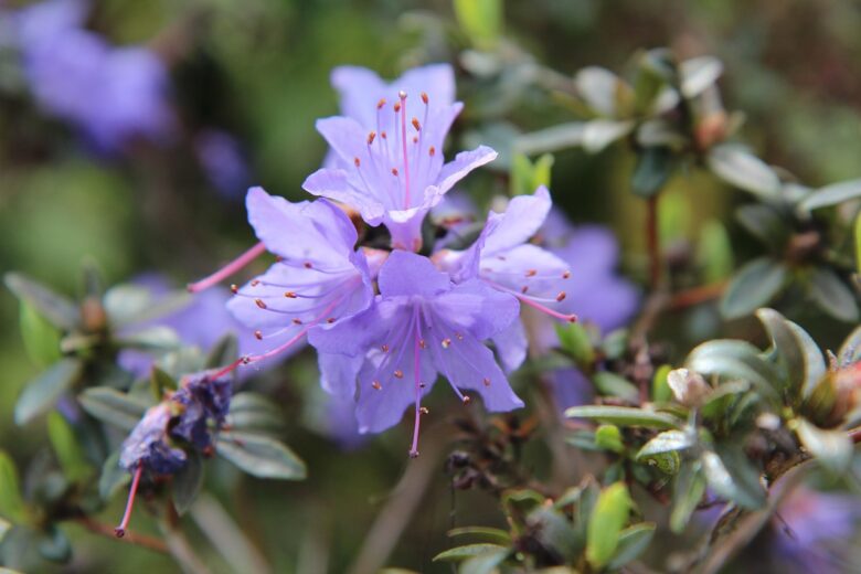 Azalea,