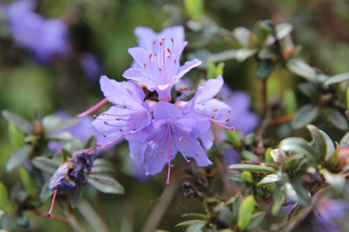 Azalea, Azalea,