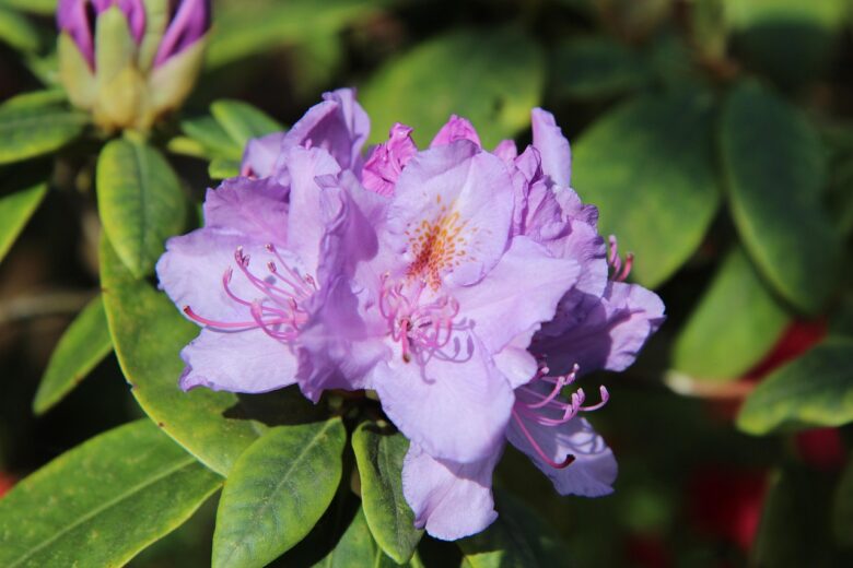 Azalea,
