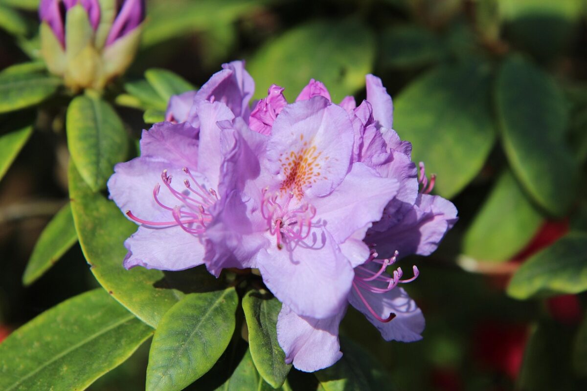 Azalea, Azalea,