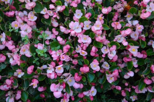 Begonia corallina – Begonia tamaya
