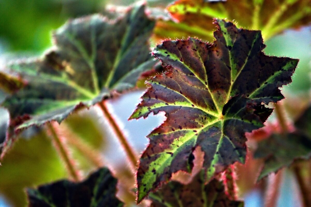 Begonia, Tamaya Begonia, Tamaya
