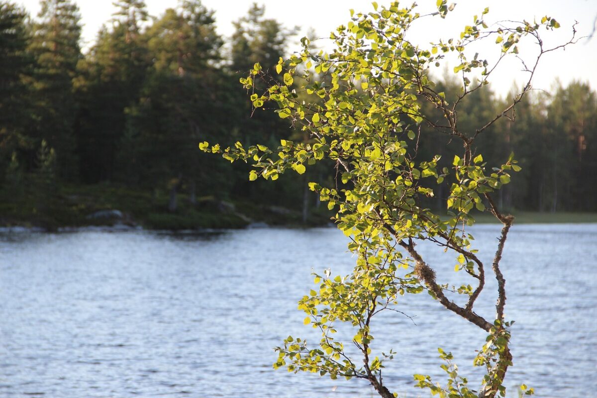 Betula, Pubescens Betula, Pubescens