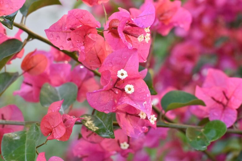 Bougainvillea, Aurantiaca