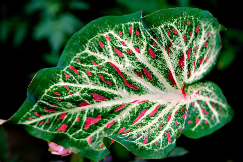 Caladium