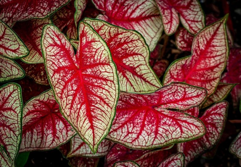 Caladium,