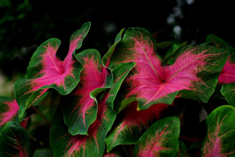 Caladium,