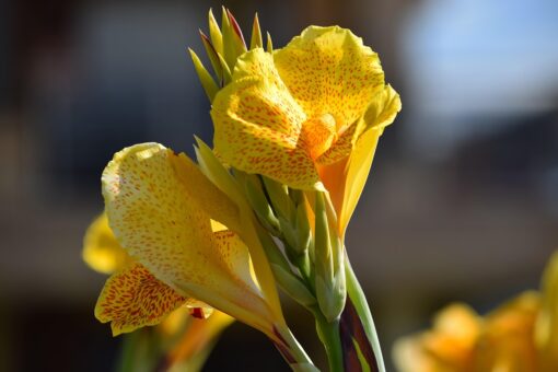 Canna indica