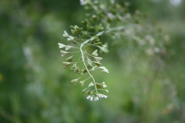Capsella, Bursa-pastoris