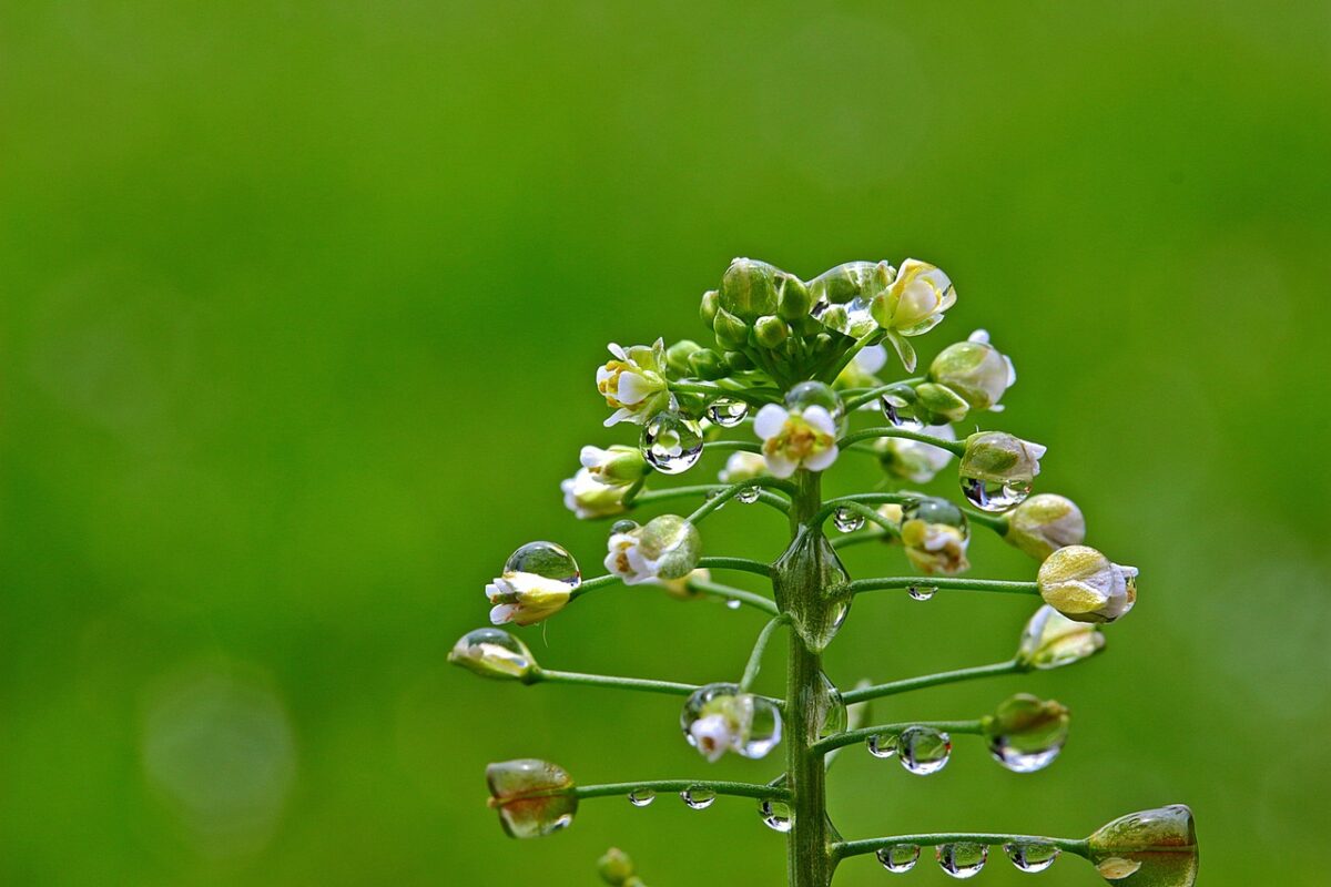 Capsella, Bursa-pastoris Capsella, Bursa-pastoris
