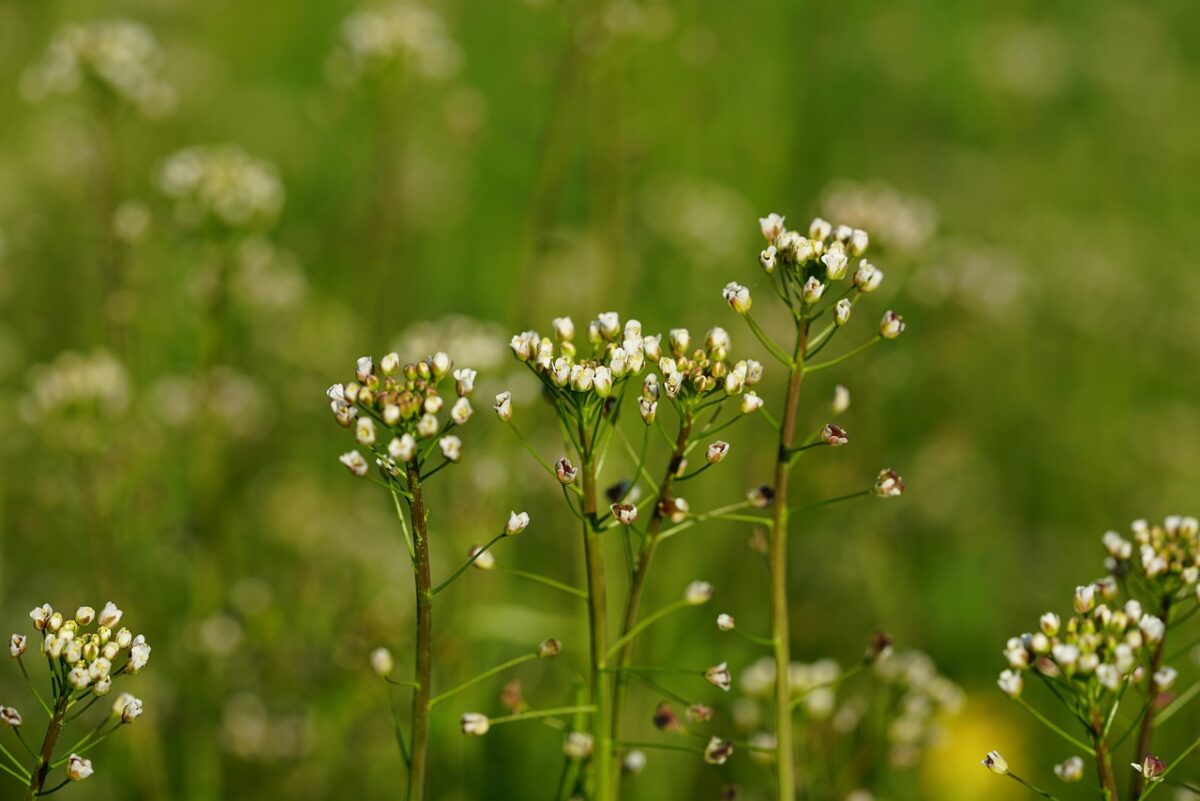 Capsella, Bursa-pastoris Capsella, Bursa-pastoris