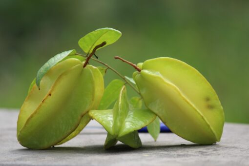 Carambola coltivazione