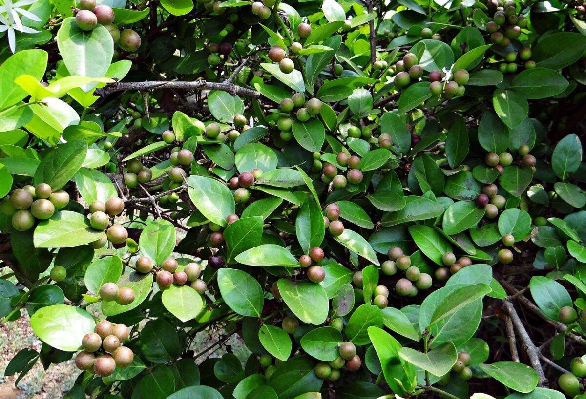 Carissa, Macrocarpa Carissa, Macrocarpa
