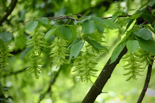 Carpino – Carpinus betulus
