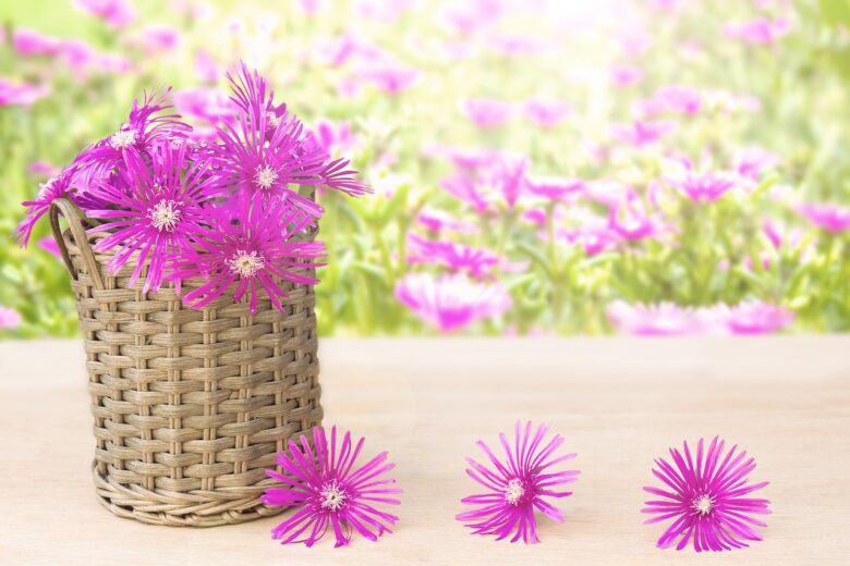 Carpobrotus