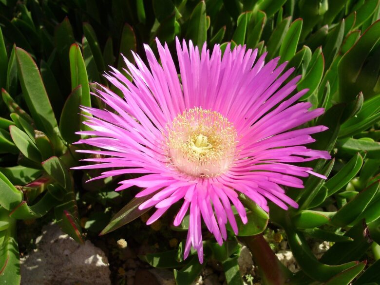 Carpobrotus
