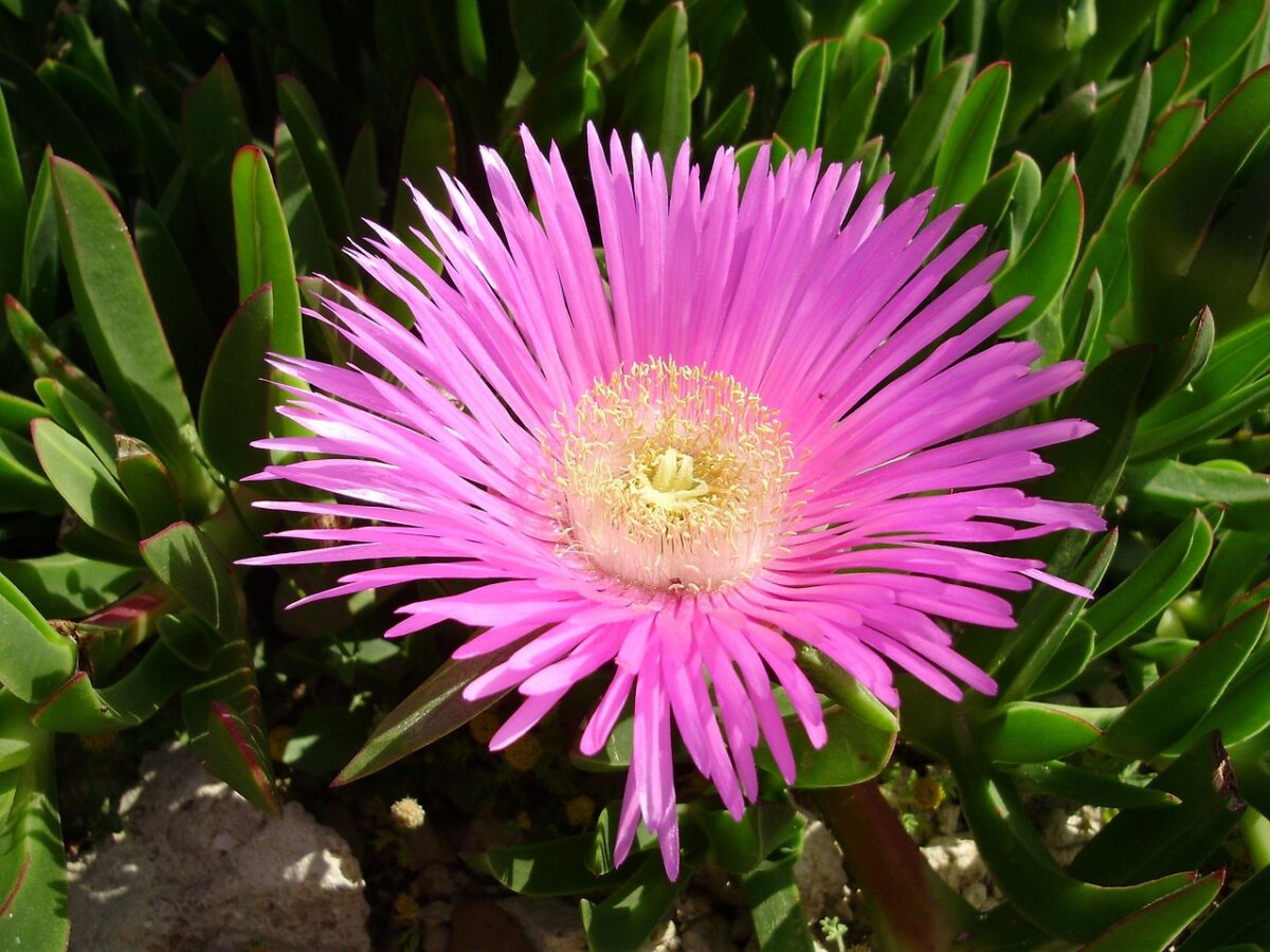 Carpobrotus Carpobrotus