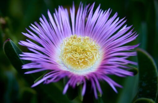 Fico degli Ottentotti – Carpobrotus