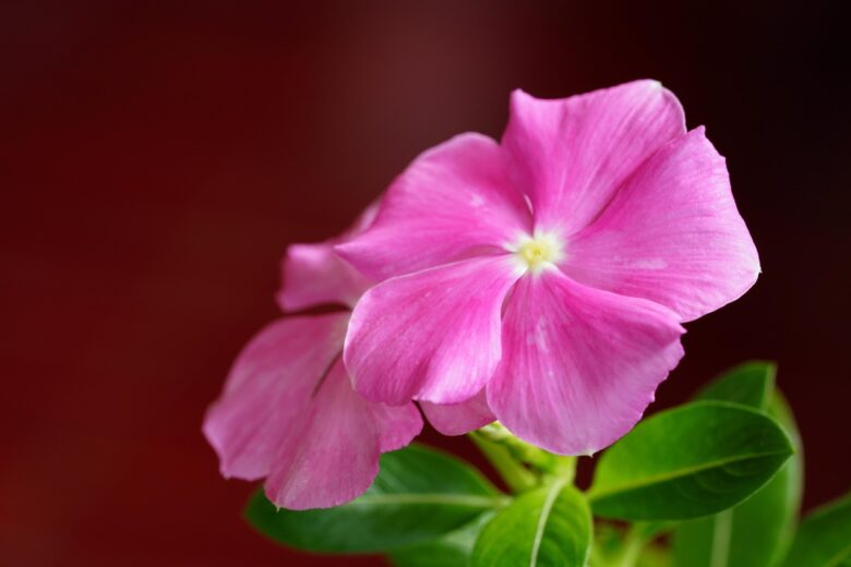 Catharanthus, Roseus
