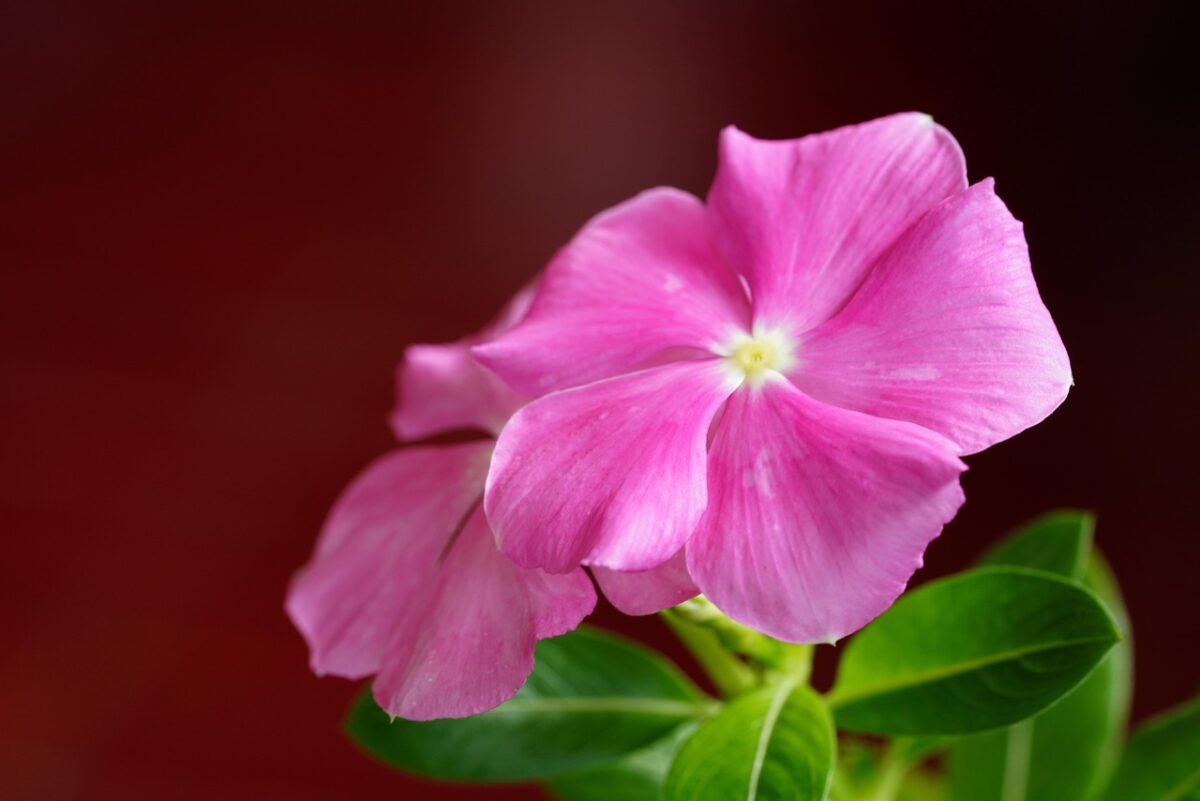 Catharanthus, Roseus