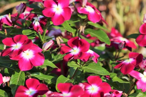 Pervinca Vinca